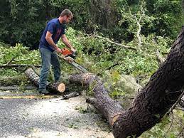 Best Lot and Land Clearing Services  in USA