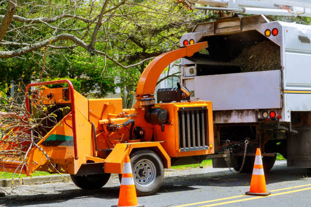 Best Tree Removal Service  in USA